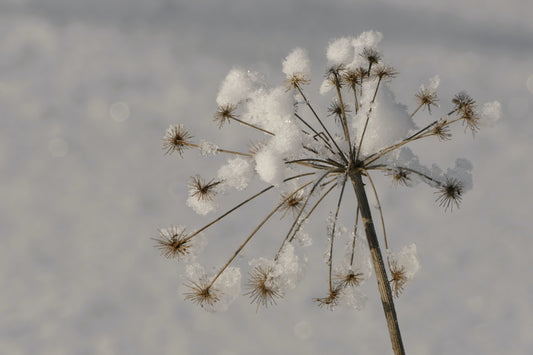 Nature's Hidden Gems: Exploring Uncommon Herbs and Their Spiritual and Magical Properties